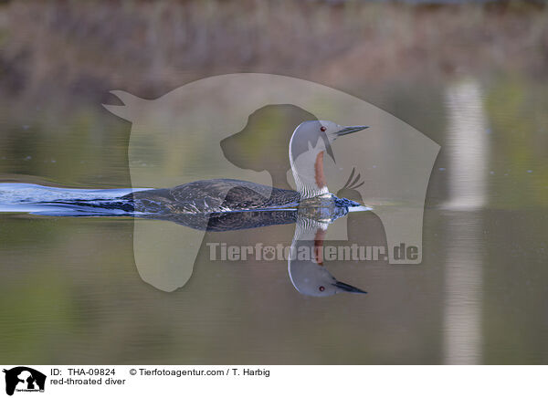 Sterntaucher / red-throated diver / THA-09824