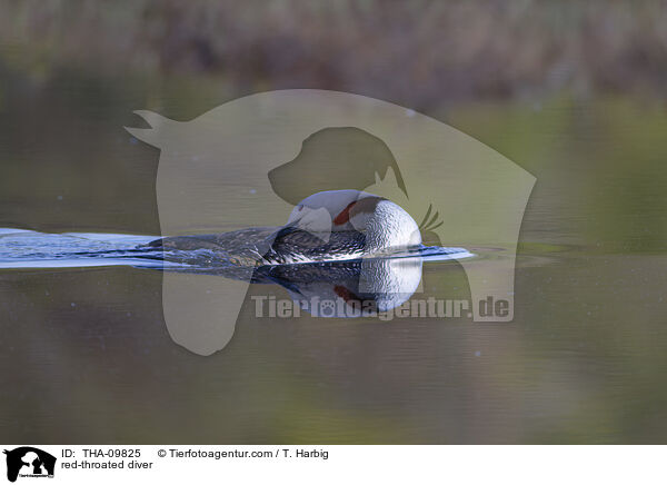 Sterntaucher / red-throated diver / THA-09825