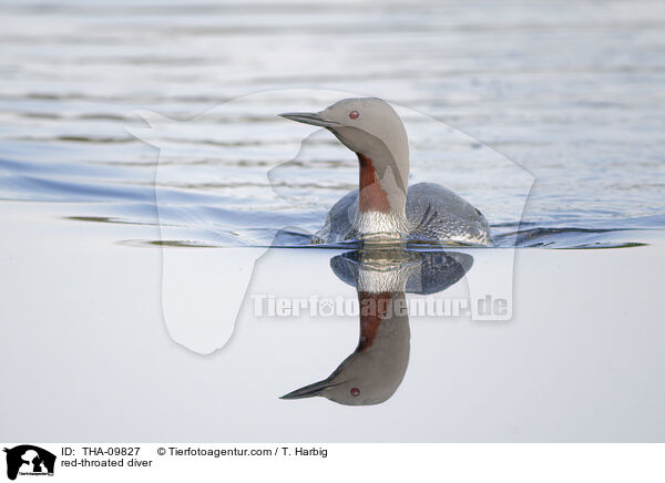Sterntaucher / red-throated diver / THA-09827