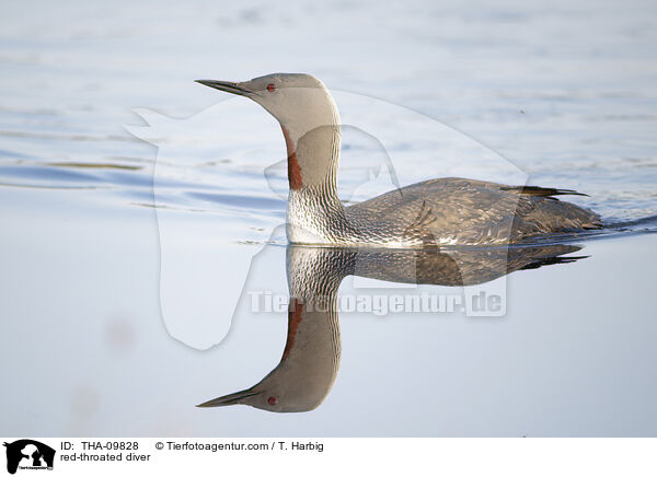 Sterntaucher / red-throated diver / THA-09828