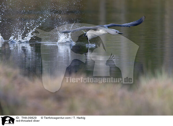 Sterntaucher / red-throated diver / THA-09829