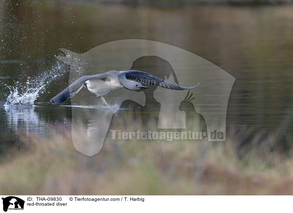 Sterntaucher / red-throated diver / THA-09830