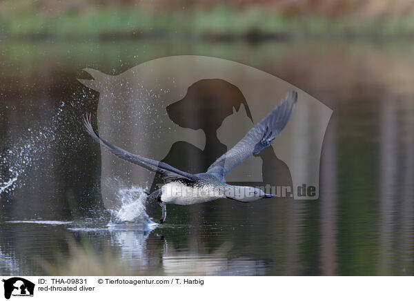 Sterntaucher / red-throated diver / THA-09831