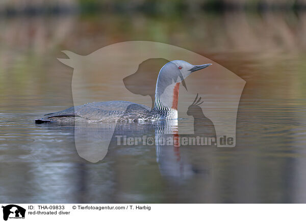 Sterntaucher / red-throated diver / THA-09833