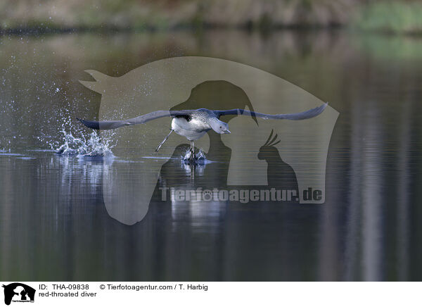 Sterntaucher / red-throated diver / THA-09838