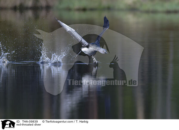 Sterntaucher / red-throated diver / THA-09839