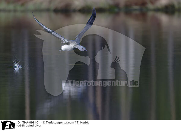 Sterntaucher / red-throated diver / THA-09840