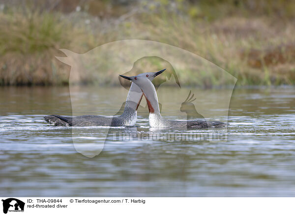 Sterntaucher / red-throated diver / THA-09844