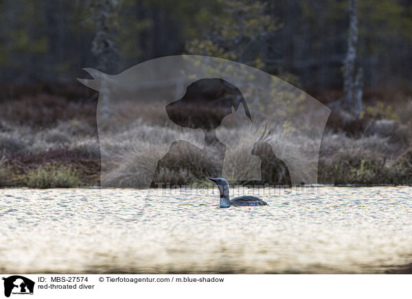 Sterntaucher / red-throated diver / MBS-27574