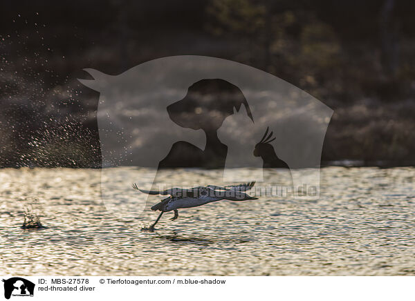 Sterntaucher / red-throated diver / MBS-27578