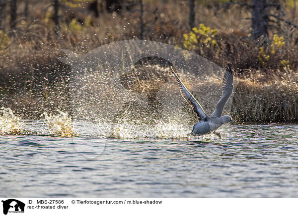 Sterntaucher / red-throated diver / MBS-27586