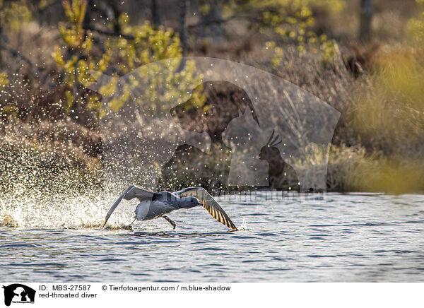 Sterntaucher / red-throated diver / MBS-27587