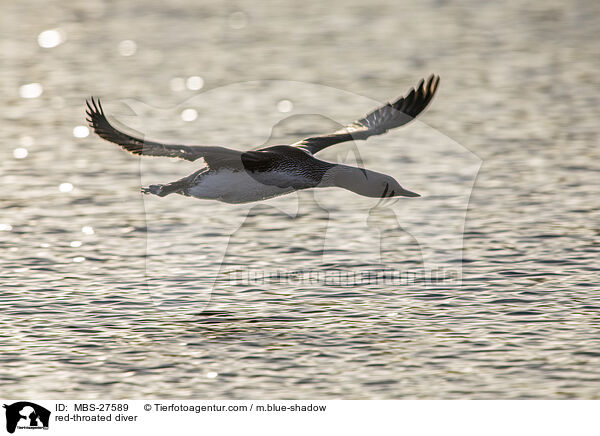 Sterntaucher / red-throated diver / MBS-27589