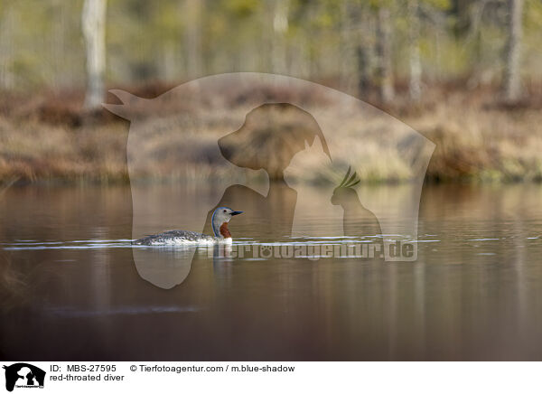 Sterntaucher / red-throated diver / MBS-27595