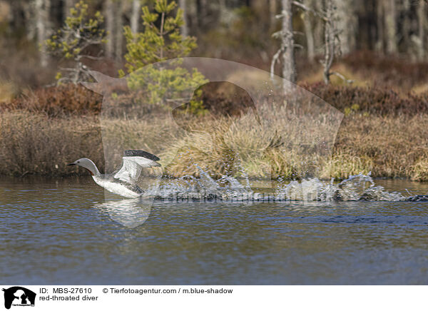 Sterntaucher / red-throated diver / MBS-27610