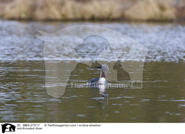 Sterntaucher / red-throated diver / MBS-27617