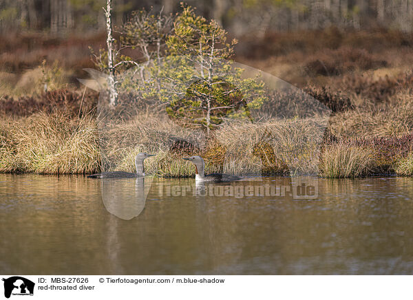 Sterntaucher / red-throated diver / MBS-27626