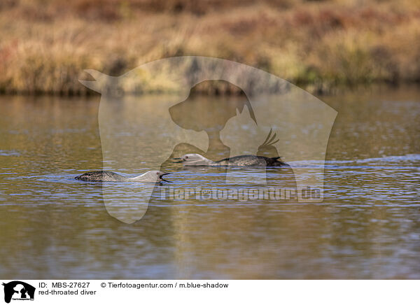 Sterntaucher / red-throated diver / MBS-27627