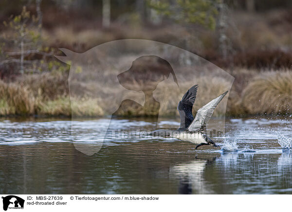 Sterntaucher / red-throated diver / MBS-27639