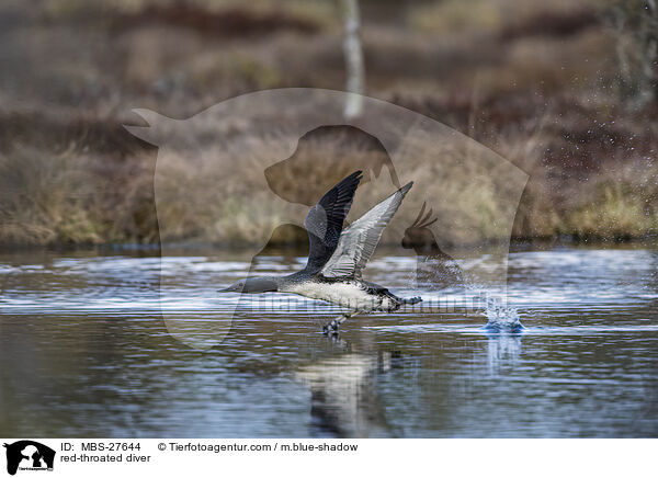 Sterntaucher / red-throated diver / MBS-27644