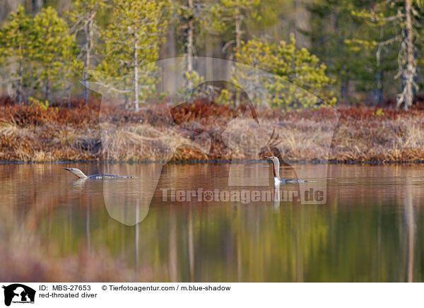 Sterntaucher / red-throated diver / MBS-27653