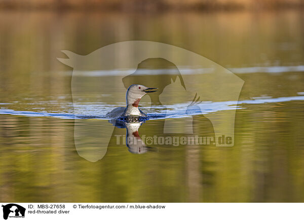 Sterntaucher / red-throated diver / MBS-27658