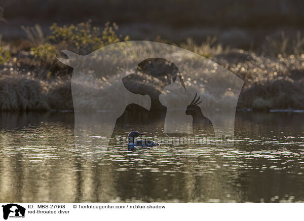 Sterntaucher / red-throated diver / MBS-27668