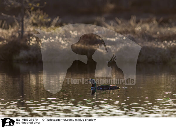 Sterntaucher / red-throated diver / MBS-27670