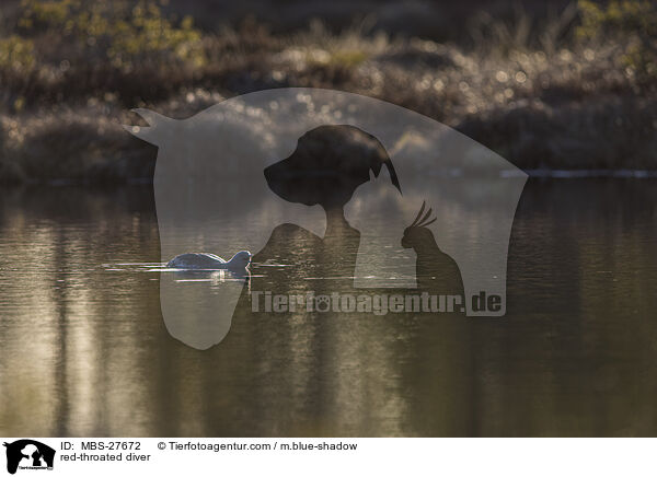 Sterntaucher / red-throated diver / MBS-27672