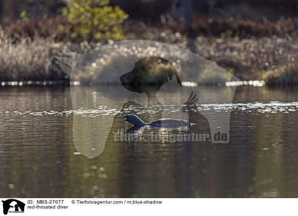 Sterntaucher / red-throated diver / MBS-27677