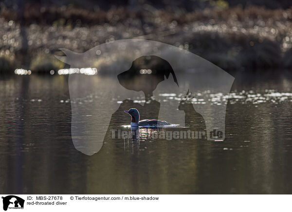 Sterntaucher / red-throated diver / MBS-27678
