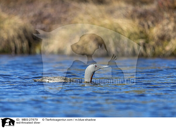 Sterntaucher / red-throated diver / MBS-27679