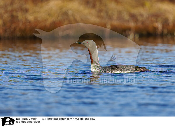 Sterntaucher / red-throated diver / MBS-27684