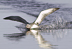 red-throated diver