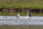 red-throated diver