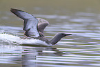 red-throated diver