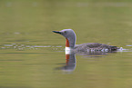 red-throated diver