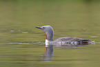 red-throated diver