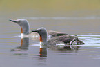 red-throated diver