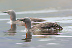 red-throated diver