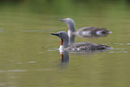red-throated diver