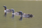 red-throated diver