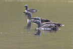 red-throated diver