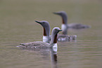 red-throated diver