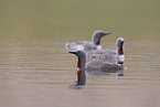 red-throated diver