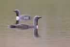 red-throated diver