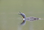 red-throated diver