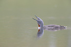 red-throated diver