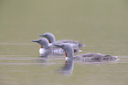 red-throated diver