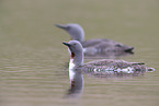 red-throated diver
